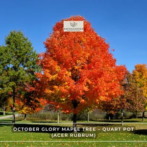 May include: A vibrant October Glory Maple Tree with fiery orange and red foliage, set against a clear blue sky. The image includes the text "OCTOBER GLORY MAPLE TREE - QUART POT (ACER RUBRUM)" and the AminaGarden logo.
