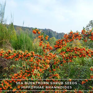 Sea Buckthorn Shrub Seeds – Hippophae Rhamnoides | Edible Berries, Hardy, Fast Growing & Easy to Grow