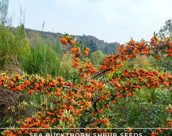 Sea Buckthorn Shrub Seeds – Hippophae Rhamnoides | Edible Berries, Hardy, Fast Growing & Easy to Grow