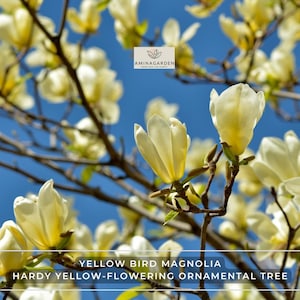 May include: Close-up of a yellow Bird Magnolia tree in full bloom against a bright blue sky. The image features several open, creamy yellow flowers and brown branches. Text at the bottom reads: "YELLOW BIRD MAGNOLIA, HARDY YELLOW-FLOWERING ORNAMENTAL TREE."