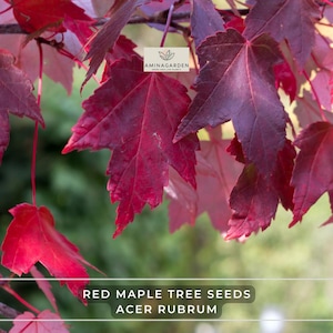 Red Maple Tree Seeds – Acer Rubrum (Northern Source) | Fast-Growing, Hardy Shade Tree with Brilliant Fall Color