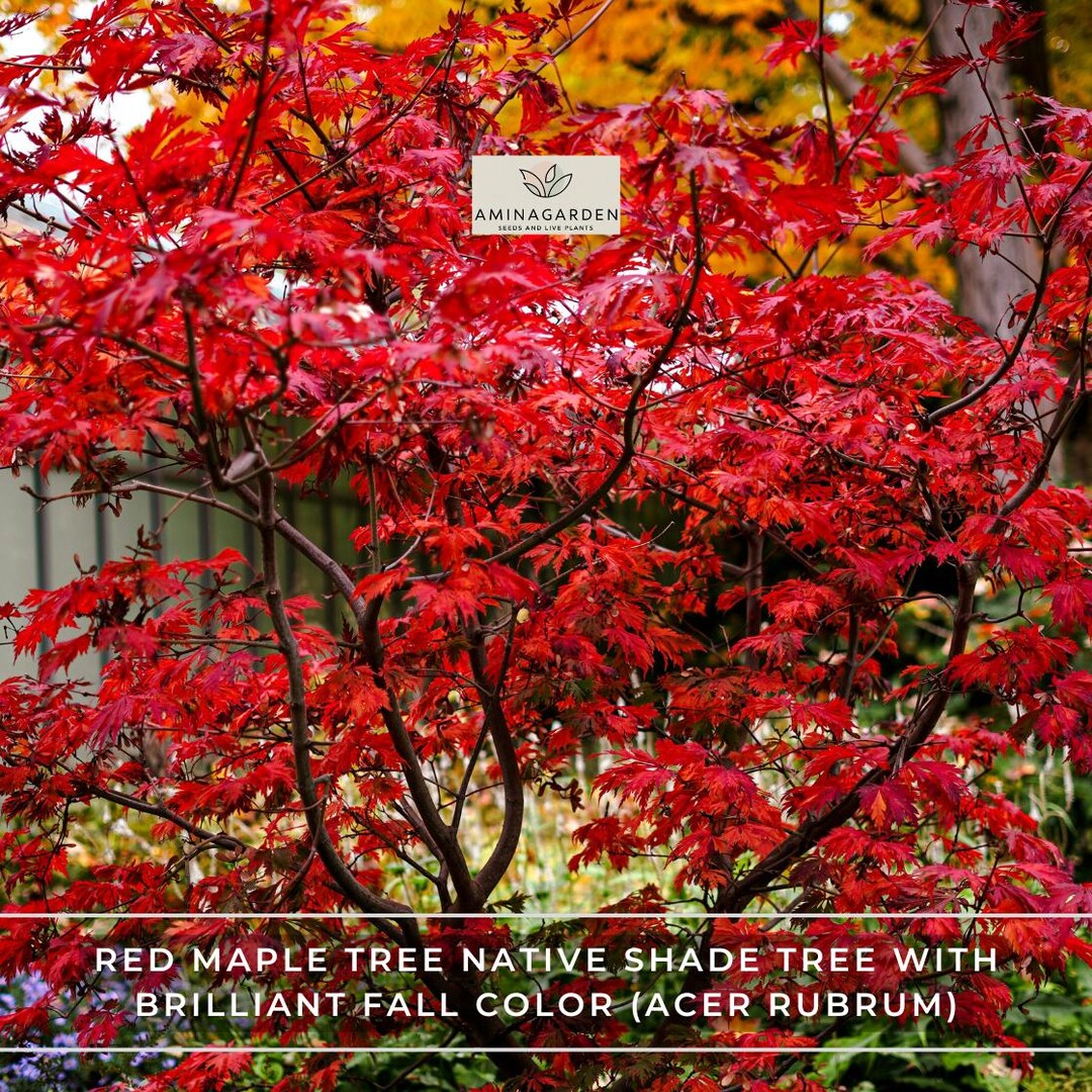 Live Native Red Maple Tree (acer Rubrum) - 4" Pot - Fast Growing Shade ...