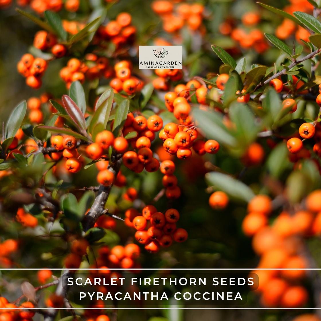 Scarlet Firethorn Seeds  Pyracantha Coccinea Fast Hardy Hedge Shrub - Etsy