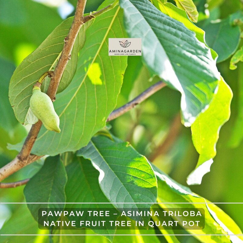 Pawpaw Tree – Asimina Triloba – Native Fruit Tree in Quart Pot (indian ...