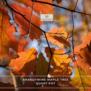 May include: Close-up of Brandywine maple tree leaves in shades of orange and yellow, with visible veins and a textured surface. The image includes the text "Brandywine Maple Tree Quart Pot" and the Aminagarden logo.