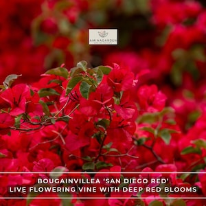 Bougainvillea Seeds for Planting - Etsy