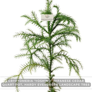 May include: A green Cryptomeria 'Yoshino' Japanese Cedar tree in a quart pot. The evergreen landscape tree has needle-like foliage and a central trunk. The image includes a white label with the text "AMINAGARDEN TREES AND LIVE PLANTS".