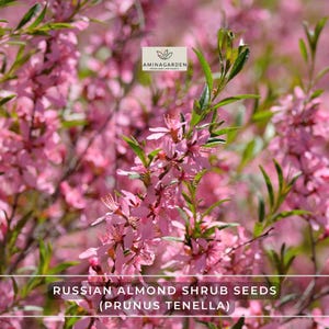 Russian Almond Shrub Seeds (Prunus Tenella) – Hardy, Edible, Fast-Growing, Showy Pink Flowers, Easy Shrub for Cold Climates