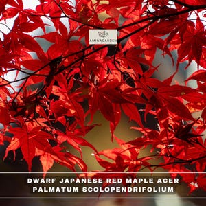 May include: Vibrant red Japanese maple leaves from an Acer palmatum scolopendrifolium tree. The foliage is deeply lobed and thin, displaying a rich crimson hue. A white logo for AMINAGARDEN is visible, along with the text DWARF JAPANESE RED MAPLE.