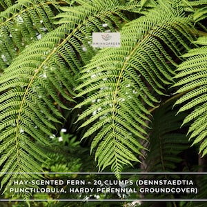 May include: Close-up of vibrant green hay-scented fern fronds. The image features the text "HAY-SCENTED FERN - 20 CLUMPS (DENNSTAEDTIA PUNCTILOBULA, HARDY PERENNIAL GROUNDCOVER)" and the Aminagarden logo. The fern's delicate leaves create a lush, textured appearance.