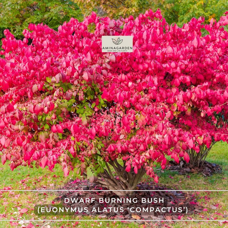 AminaGarden Dwarf Burning Bush - Thumbnail 2