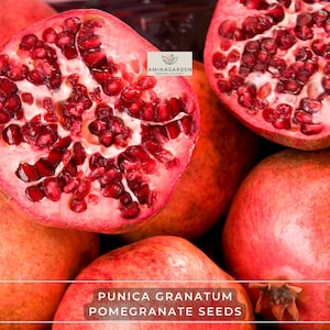 Punica Granatum Pomegranate Seeds – Fast-Growing, Edible & Ornamental Tree or Shrub