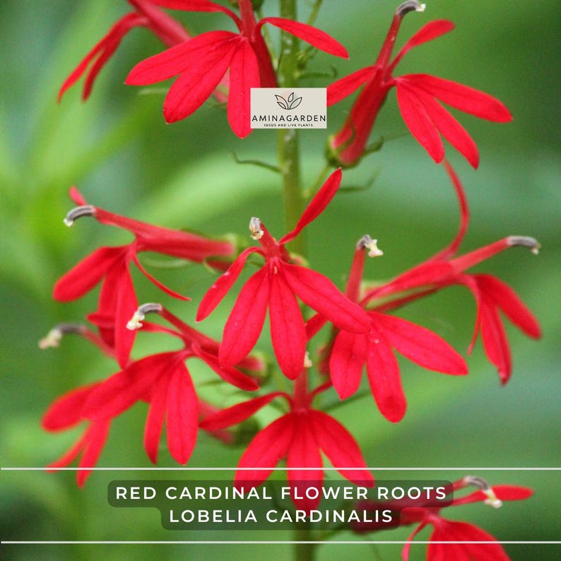 Red Cardinal Flower Roots (5) – Lobelia Cardinalis, Hardy Perennial ...