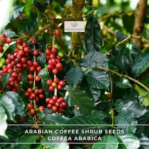 Arabian Coffee Shrub Seeds – Coffea Arabica – Fragrant, Evergreen, Edible Beans – Tropical Indoor/Outdoor Plant