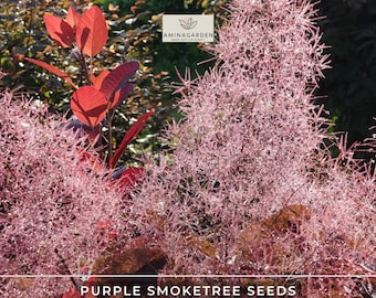 smoke tree seed pod Reasons to plant Baptisia: - for starters, these black seed pods that sound  like maracas in the wind - it's sage colored leaves pop out among other  greens