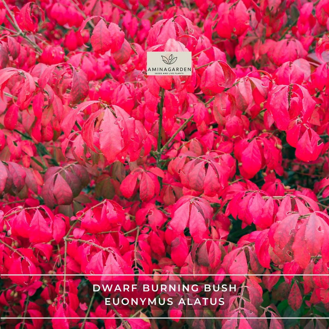 Dwarf Burning Bush – Euonymus Alatus, 10 Hardy Bare Root Shrubs - Etsy