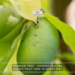 May include: Close-up of a pawpaw fruit tree with green fruit and leaves. The image includes the text "PAWPAW TREE - ASIMINA TRILOBA NATIVE FRUIT TREE IN QUART POT" and the Aminagarden logo.