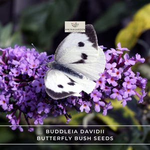 Buddleia Davidii Butterfly Bush Seeds – Fast-Growing, Hardy, Fragrant & Colorful Blooms