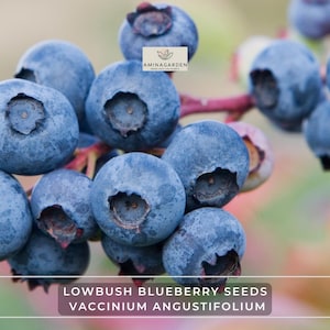 Lowbush Blueberry Seeds – Vaccinium Angustifolium – Hardy, Edible Shrub with Fall Color & Spring Blooms