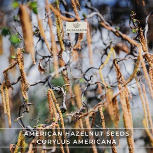 American Hazelnut Seeds | Corylus americana | Edible, Fast-Growing, Showy Shrub for Wildlife & Landscaping