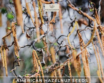 American Hazelnut Seeds | Corylus americana | Edible, Fast-Growing, Showy Shrub for Wildlife & Landscaping