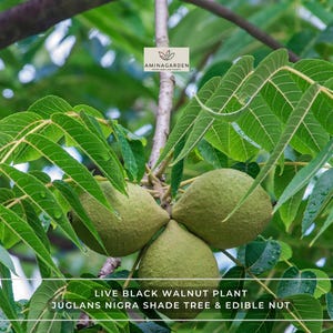 Live Black Walnut Tree (Juglans Nigra) - 4" Pot - Nut Producing Shade & Timber Tree