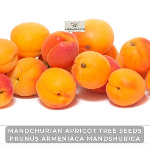 Mandchurian Apricot Tree Seeds – Prunus armeniaca Mandshurica | Hardy Tree with Edible Sweet Apricots