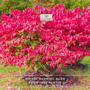 May include: A vibrant dwarf burning bush, Euonymus alatus, with bright red foliage. The image shows a close-up of the shrub with green leaves peeking through the red. The text "AMINAGARDEN" is visible on a white sign. The text "DWARF BURNING BUSH EUONYMUS ALATUS" is at the bottom.