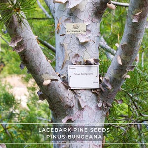 May include: Close-up of a Lacebark Pine tree trunk with peeling bark, displaying a mottled gray and white pattern. A small sign identifies it as Pinus bungeana, originating from China. The image also includes the text "LACEBARK PINE SEEDS PINUS BUNGEANA".