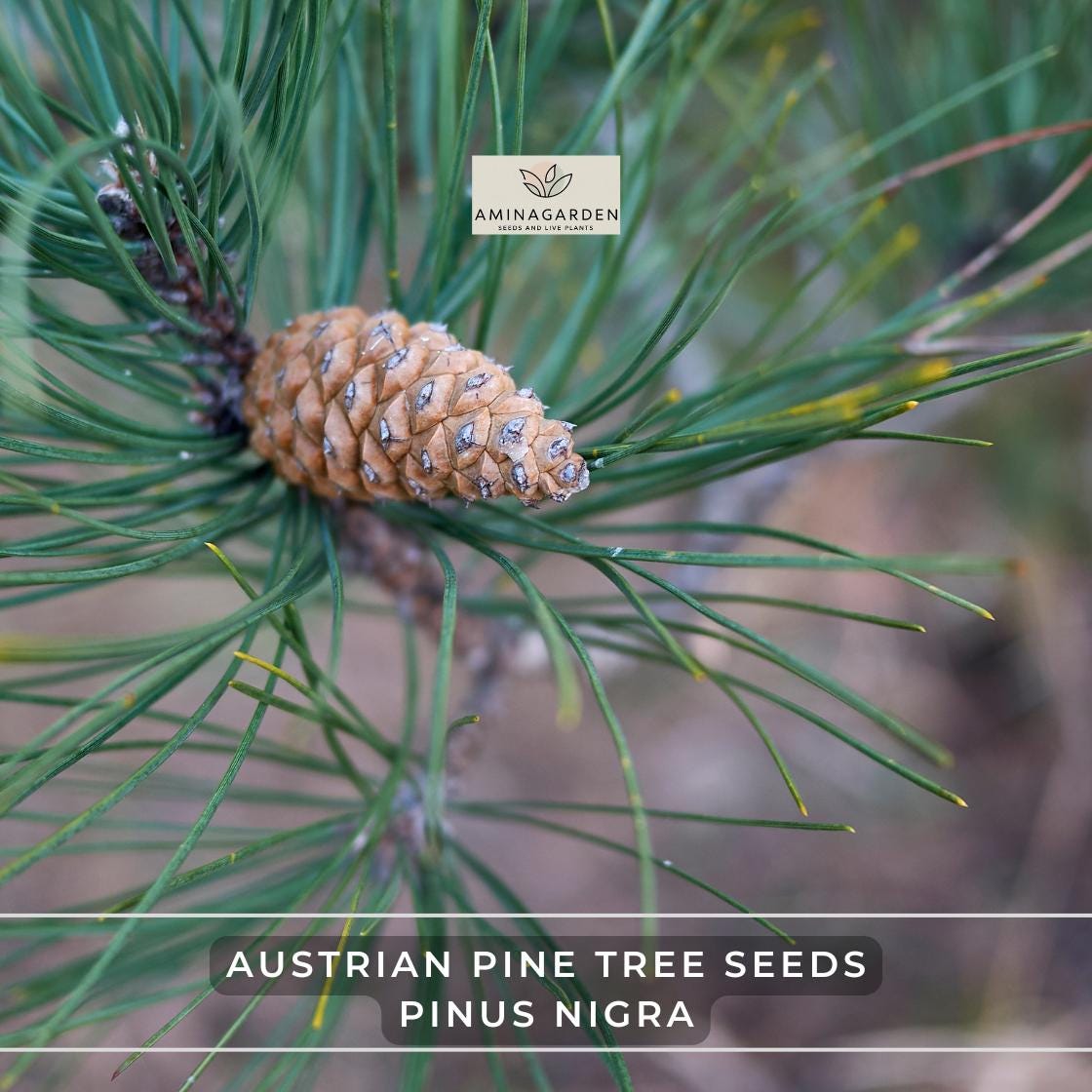 fern plant seeds Asparagus Plumosus Nana 'Lace Fern'