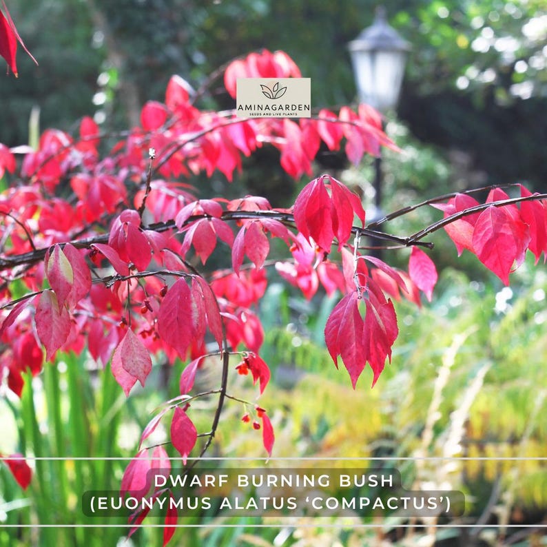 AminaGarden Dwarf Burning Bush - Thumbnail 5