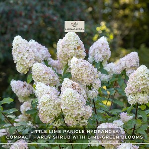 Puede incluir: Primer plano de un arbusto Little Lime Panicle Hydrangea con flores verde lima. Las flores son de color blanco cremoso con un toque de rosa. El arbusto tiene hojas verdes y está en un entorno de jardín. El texto de la imagen dice "Little Lime Panicle Hydrangea" y "Compact Hardy Shrub with Lime-Green Blooms."