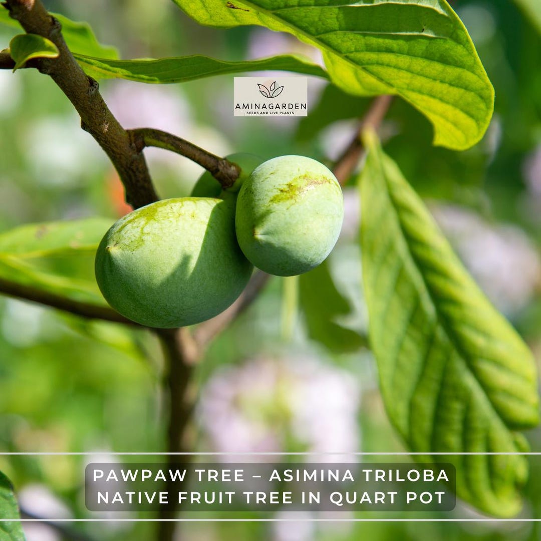 Pawpaw Tree – Asimina Triloba – Native Fruit Tree in Quart Pot (indian ...