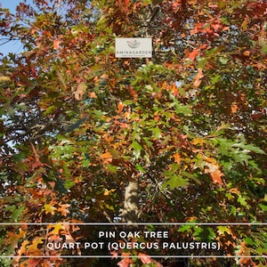 May include: A vibrant image of a Pin Oak tree in a quart pot, showcasing a lush canopy of green, orange, and red leaves. The tree's trunk is visible, and the image includes the text "Pin Oak Tree" and "Quart Pot (Quercus Palustris)". The AminaGarden logo is also present.