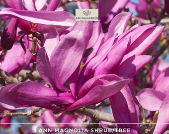 Ann Magnolia Shrub/Tree – Showy Hardy Fragrant Blooms