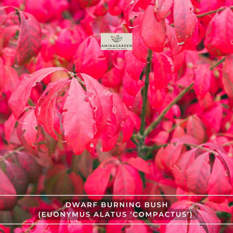 AminaGarden Dwarf Burning Bush