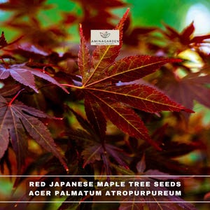 May include: Deep red, palmate leaves of a Japanese maple tree, Acer palmatum atropurpureum. The image features a white logo with the text AMINAGARDEN and the text RED JAPANESE MAPLE TREE SEEDS ACER PALMATUM ATROPURPUREUM in white lettering.