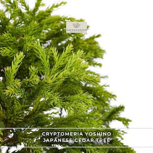 May include: Close-up of a vibrant green Cryptomeria Yoshino Japanese Cedar Tree. The image features dense, needle-like foliage with a bright, fresh appearance. The tree is set against a clean white background, with the text "Cryptomeria Yoshino Japanese Cedar Tree" at the bottom.