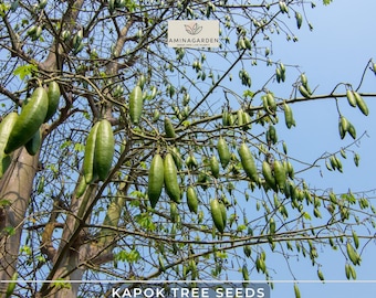 Kapok Tree Seeds – Ceiba Pentandra – Fast-Growing Tropical Silk Cotton Tree with Striking Form