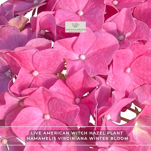 May include: A cluster of vibrant pink hydrangea flowers with four-petaled blooms and small white centers. A logo for AMINAGARDEN is visible, along with text reading LIVE AMERICAN WITCH HAZEL PLANT HAMAMELIS VIRGINIANA WINTER BLOOM.