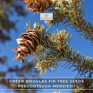 Green Douglas Fir Tree Seeds – Pseudotsuga Menziesii | Fragrant Evergreen, Fast-Growing Timber & Landscape Tree