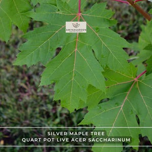 May include: Close-up of vibrant green silver maple leaves with red veins. The image includes the text "Silver Maple Tree Quart Pot Live Acer Saccharinum" and the Aminagarden logo.