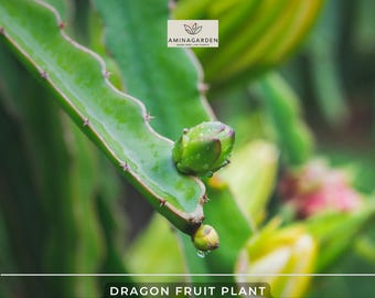 Dragon Fruit Plant – ‘Edgar’s Baby’ Hylocereus Hybrid