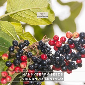 Nannyberry Seeds – Viburnum lentago | Hardy Fast-Growing Shrub with Edible Berries, Fall Color & Showy Flowers