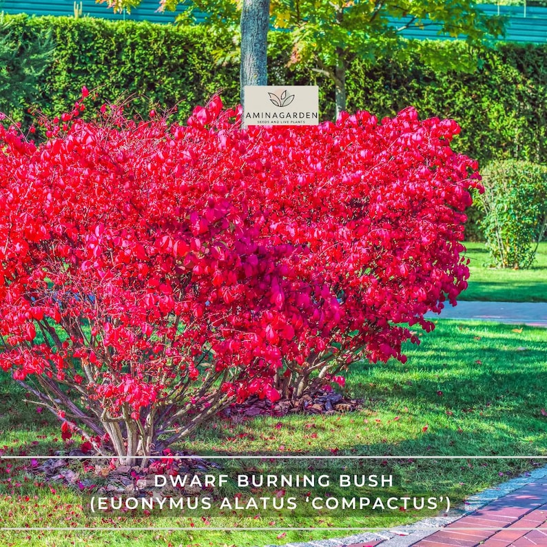 AminaGarden Dwarf Burning Bush - Thumbnail 3