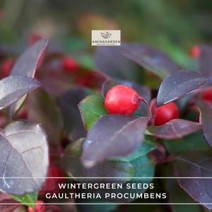 Wintergreen Seeds – Gaultheria Procumbens (Edible, Fragrant Groundcover)