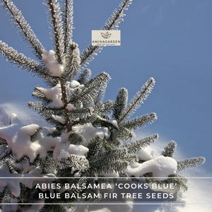Abies Balsamea ‘Cooks Blue’ – Blue Balsam Fir Tree Seeds, Fragrant Evergreen