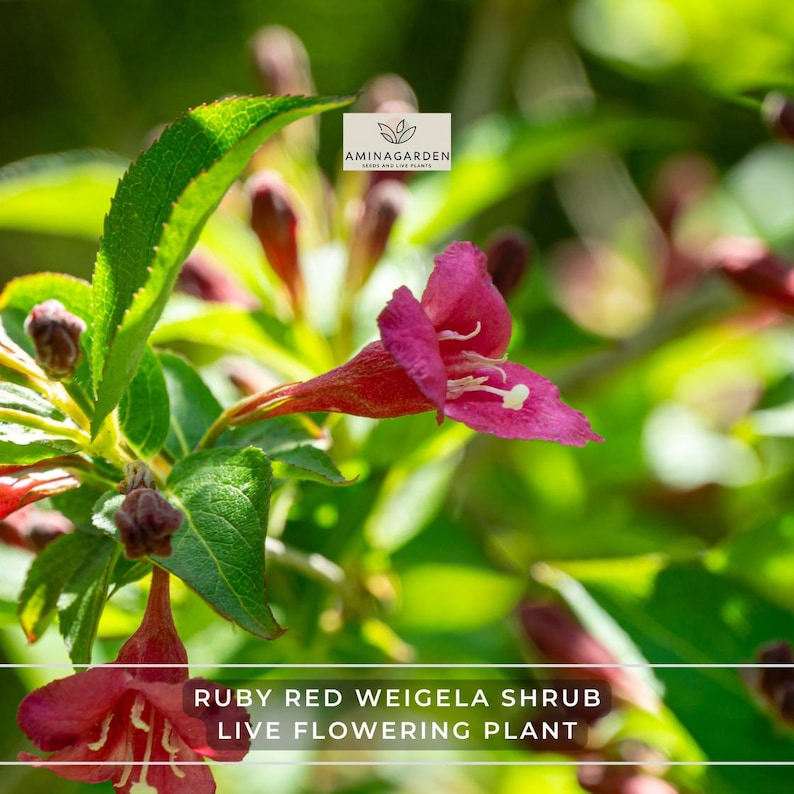 Hummingbird Strub Live Ruby Red Weigela Shrub 4