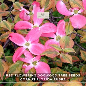 Red Flowering Dogwood Tree Seeds – Cornus Florida Rubra | Showy Blooms, Hardy, Ornamental Tree for Gardens & Landscapes