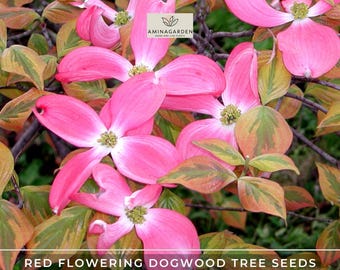 Pink Flowering Dogwood Tree | Cornus florida 'Rubra' - Roots Plants